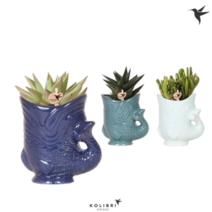 Kolibri Greens Succulenten mix in Fish pot blue mix