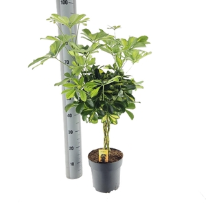 SCHEF AR GOLD CAPELL