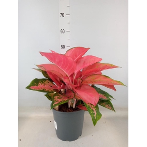 Aglaonema   ...