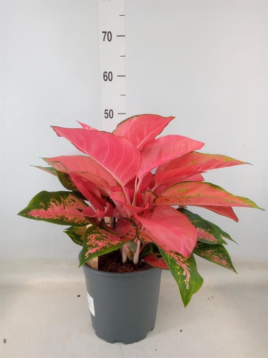 <h4>Aglaonema   ...</h4>