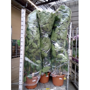 Schefflera actin. 'Amate'