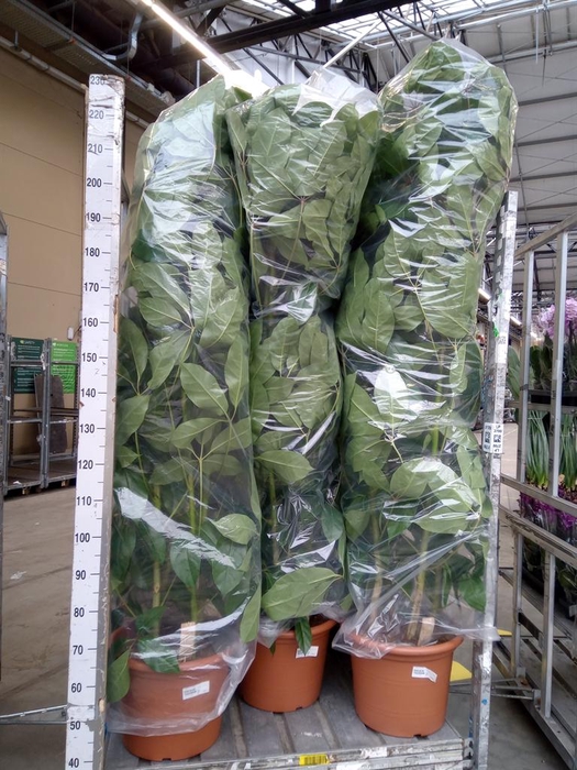 <h4>Schefflera actin. 'Amate'</h4>