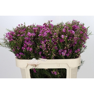 Chamelaucium Eden