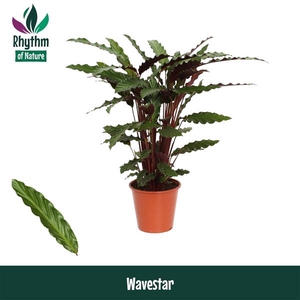 Calathea rufibarba 'Wavestar'