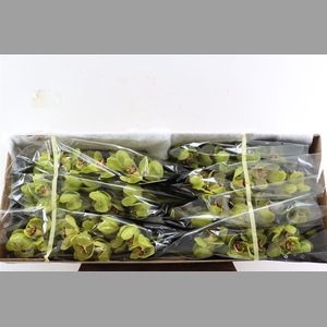Cymb Green 12/15 Bl Per Tak
