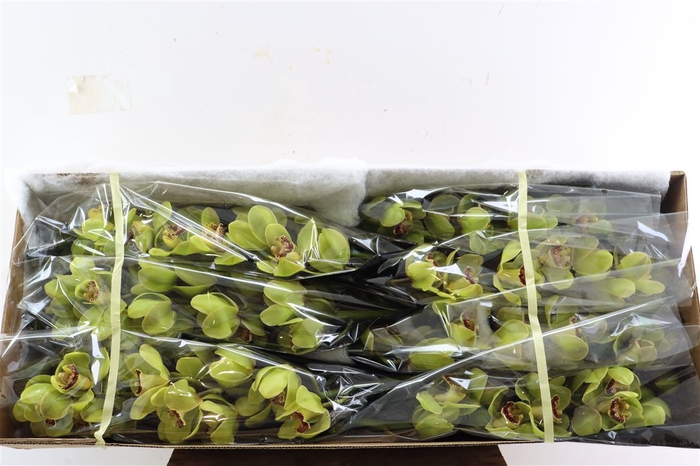 <h4>Cymb Green 12/15 Bl Per Tak</h4>