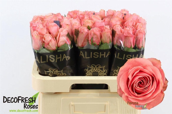 <h4>R Gr Feruza</h4>