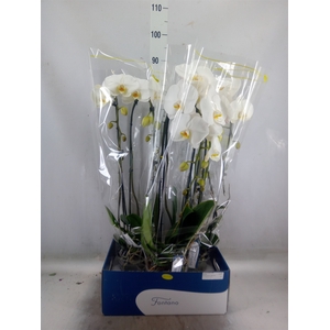 Phalaenopsis   ...white