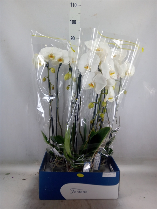 <h4>Phalaenopsis   ...white</h4>