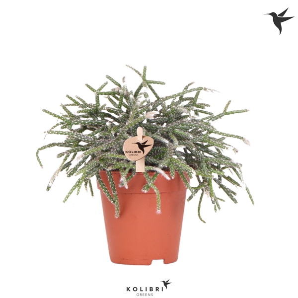 <h4>Kolibri Greens Rhipsalis Pilocarpa</h4>