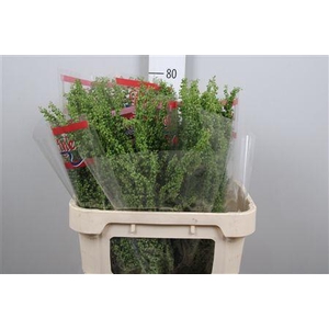 Rumex Crisp Unicorn