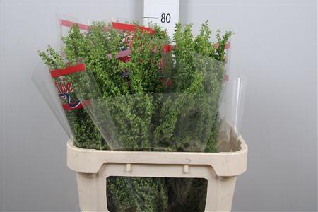 <h4>Rumex Crisp Unicorn</h4>
