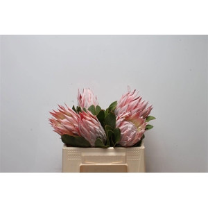 PROTEA CYNAROIDES
