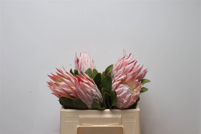 <h4>PROTEA CYNAROIDES</h4>