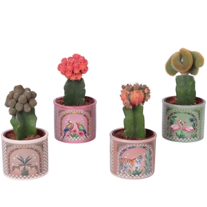 Cactus mix Ø10,5cm in Ceramic Pot Exotic Animals Ø12cm