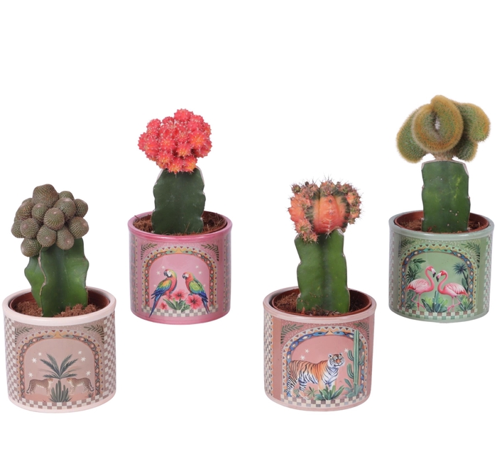 <h4>Cactus mix Ø10,5cm in Ceramic Pot Exotic Animals Ø12cm</h4>