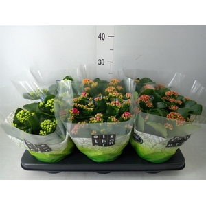 Kalanchoe blos.   ..rosebud mix  4