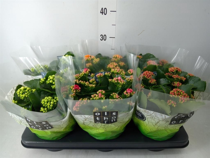 <h4>Kalanchoe blos. ..rosebud mix 4</h4>