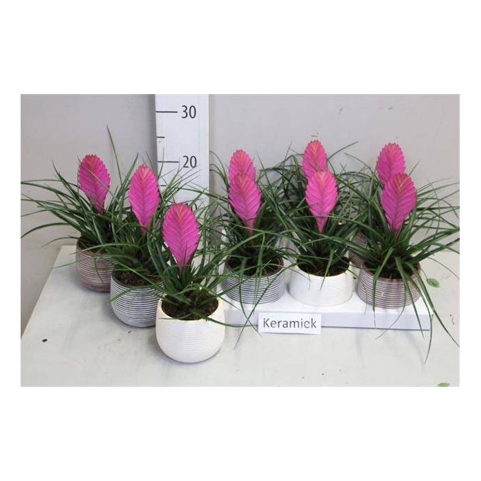 <h4>Tillandsia arr. 9Ø 30cm</h4>