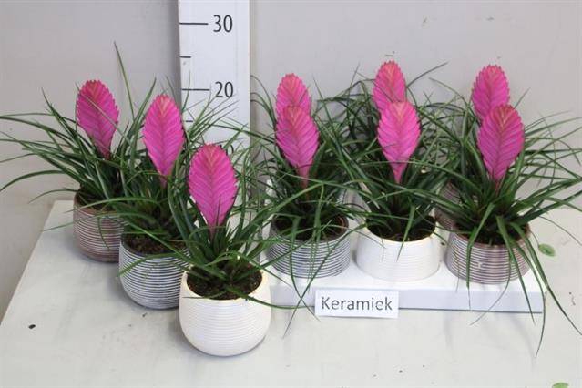 Tillandsia arr. 9Ø 30cm