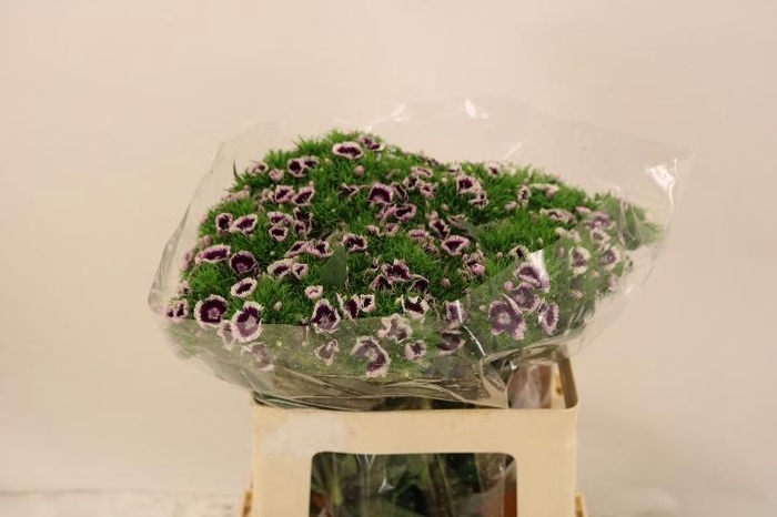 <h4>DI BARB KING BRE</h4>