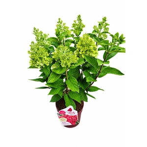 Hydrangea paniculata