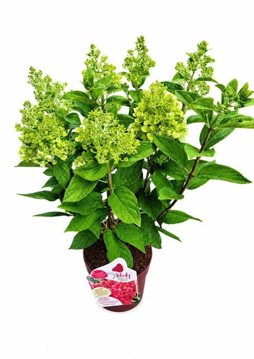<h4>Hydrangea paniculata</h4>