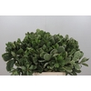 Pittosporum Ilan