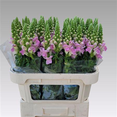 <h4>ANTIR LEGEND LI PINK</h4>
