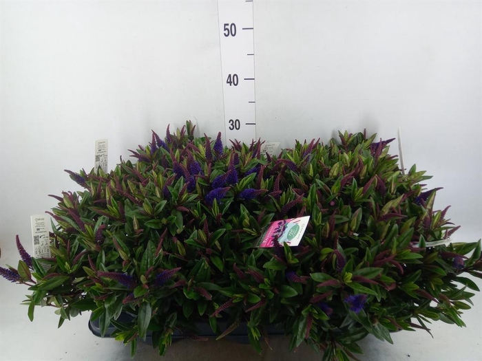 Hebe   ...