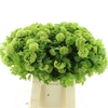 VIBURNUM ROSEUM ST (4 KOP)