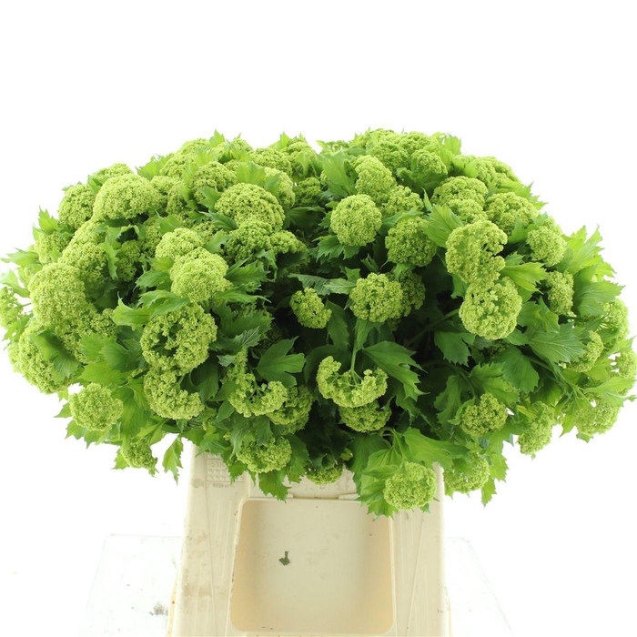 VIBURNUM ROSEUM ST (4 KOP)