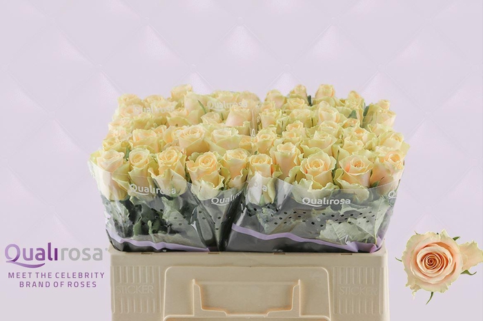 <h4>R Gr Charmant</h4>