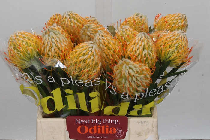 <h4>Nutans Goldi</h4>