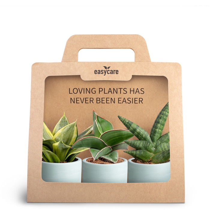 3-pack Woodbase Blue