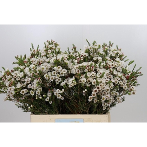 Chamelaucium Moonlight Delight
