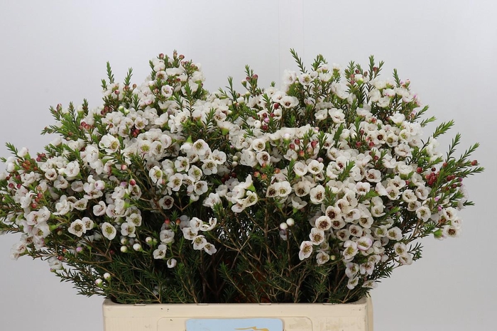 <h4>Chamelaucium Moonlight Delight</h4>