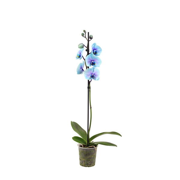 <h4>Phal I Am Blue Lagoon 1T9+(24 uur levertijd)</h4>