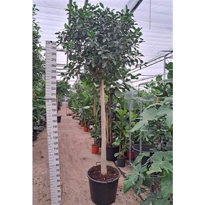 Ficus rubiginosa Australis stam 300