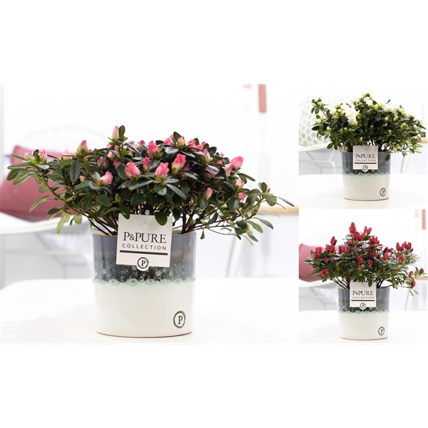 Azalea P&PURE Collection Illusion keramiek