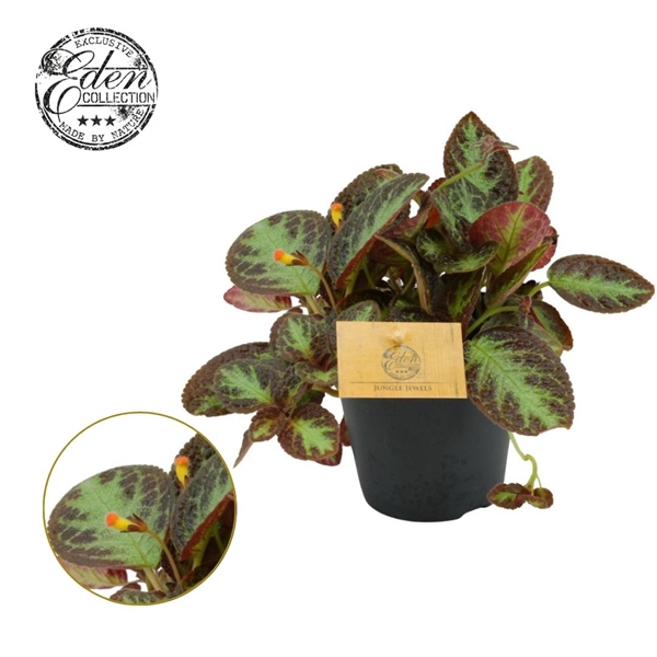 Episcia Cupreata Silver Screen 12cm