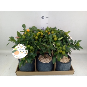 Arr.   Tuinplanten H%