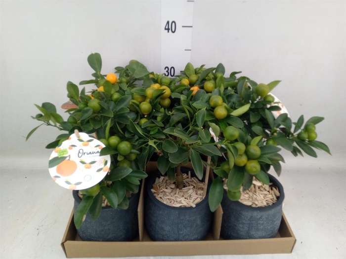 <h4>Arr.   Tuinplanten H%</h4>