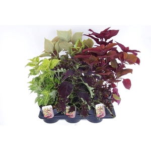 Coleus Sunfighter mix