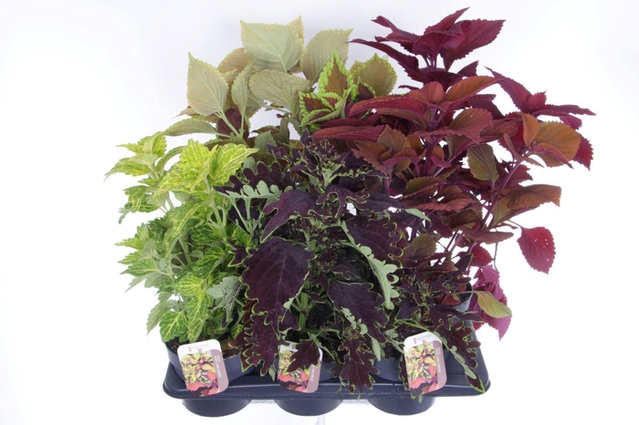 <h4>Coleus Sunfighter mix</h4>