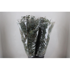 Mimosa Baleana P Bunch