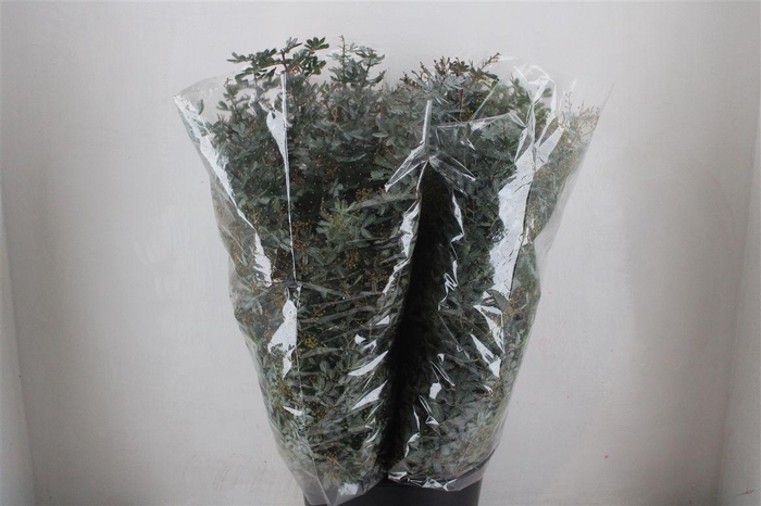 <h4>Mimosa Baleana P Bunch</h4>