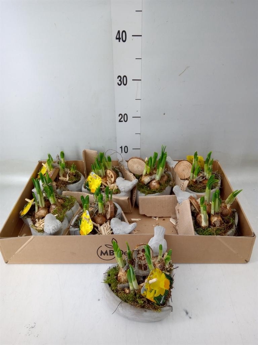 <h4>Arr. Narcissus</h4>