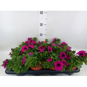 Petunia  'Sunpleasure Purple'