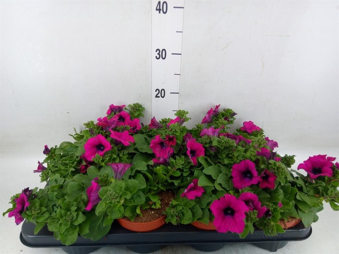 <h4>Petunia 'Sunpleasure Purple'</h4>